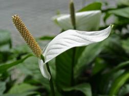 白鹤芋怎么浇水