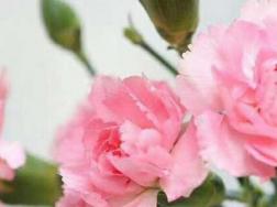 粉色桔梗花的花语