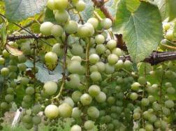 葡萄花芽分化用什么药