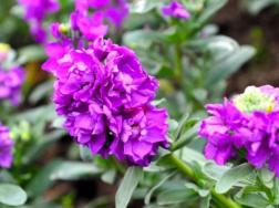 紫罗兰鲜花切养护方法
