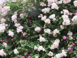 盆栽十里香花怎么养