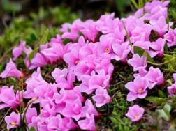 红花岩梅养护方法