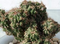 山影仙人掌的养殖方法