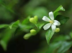 七里香花的养殖方法