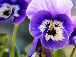 紫罗兰花期多长