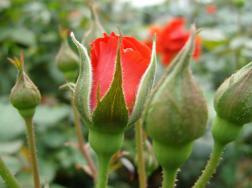 玫瑰与月季有什么区别，六个最简单识别玫瑰和月季的方法(图文)