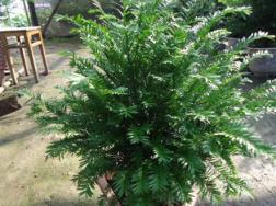 红豆杉怎么养，红豆杉的养殖方法(图文)