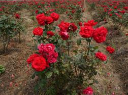 玫瑰花种子怎么种，玫瑰花种子的种殖方法(图文)