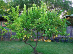 柠檬树怎么养，柠檬树能长多大(图文)