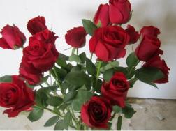 玫瑰花何时摘最佳，摘下的玫瑰花怎么长久保存？(图文)