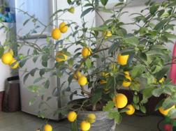 盆栽柠檬树叶子脱落的原因，盆栽柠檬树叶子脱落怎么办(图文)