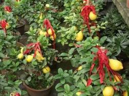 盆栽柠檬怎么养，盆栽柠檬的养殖方法和注意事项(图文)