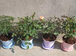 盆栽玫瑰花怎么养，盆栽玫瑰花的养殖方法和注意事项(图文)