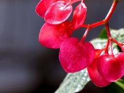 竹节海棠水培方法