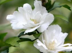 木槿扶桑花的养殖方法