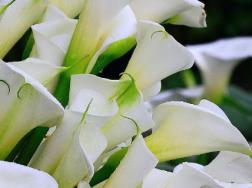 海芋花怎样种