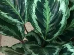 黑竹芋小仙女养殖方法
