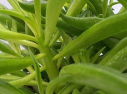 多肉欢乐豆的养殖方法