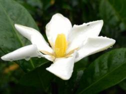 栀子花怎么浇水