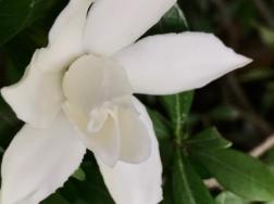 栀子花几月移栽好