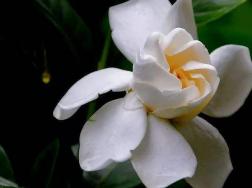 栀子花水浇多了怎么办