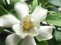栀子花叶蔫了补救妙招