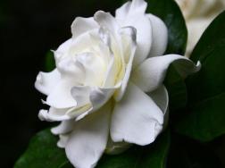 栀子花有毒吗能在家里养吗