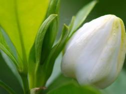 栀子花怎么把根养粗
