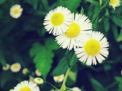 雏菊怎么浇水