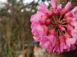 紫荆花如何养护