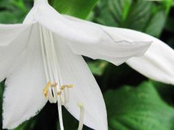 白玉簪花的养殖方法