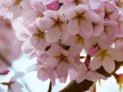 樱花树难养吗