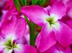 盆栽紫罗兰几月份开花