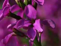 紫罗兰花在水里怎么养