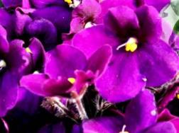 紫罗兰几月份花落