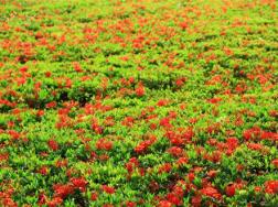 龙船花花谢后怎么养(图文)