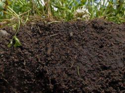 怎样让土壤变酸，如何增加土壤酸性(图文)
