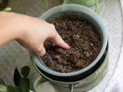 在家怎么自制花肥 自制花肥有哪些技巧(图文）