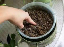 在家怎么自制花肥 自制花肥有哪些
