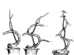 金银花盆栽怎么拿弯 金银花盆栽的拿弯技巧和注意事项(图)