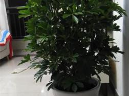 高深花盆底部用什么垫底好（图）