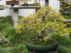 盆栽怎么过冬