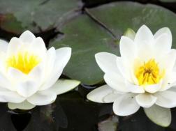 碗莲冬天怎么养护