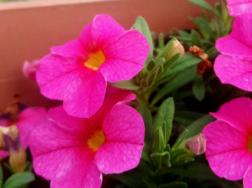舞春花冬季养殖方法