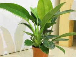 绿植金钻养殖方法