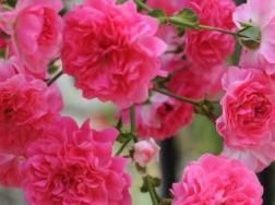 红木香花怎样修剪