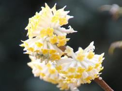 结香花怎么分株