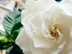 栀子花夏季怎么养
