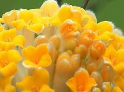 结香花怎么分株
