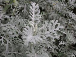 银叶菊鲜切花怎么养护
